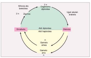 1. Irudia: Animalia baten bizi ziklo orokorra.<br><br>